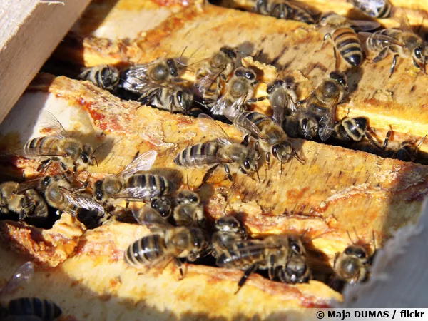 L'entrée de la ruche enduit de propolis