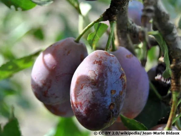 Prunes d'Ente servant  faire le pruneau d'Agen