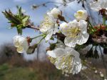Merisier, Cerisier des bois, Merisier des oiseaux, Prunus avium Merisier, Cerisier des bois, Merisier des oiseaux, Prunus avium