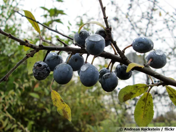 Épine noire, Prunelier, Épinette, Prunus spinosa