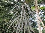 Pseudopanax �pineux, Pseudopanax ferox