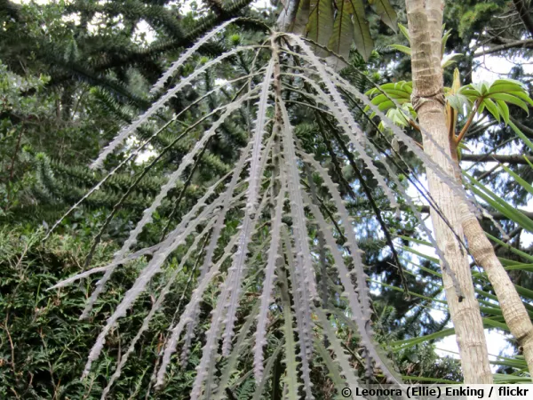Pseudopanax épineux, Pseudopanax ferox