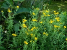 Pulicaire dysentrique, Fausse vergerette, Inule des prs, Pulicaria dysenterica