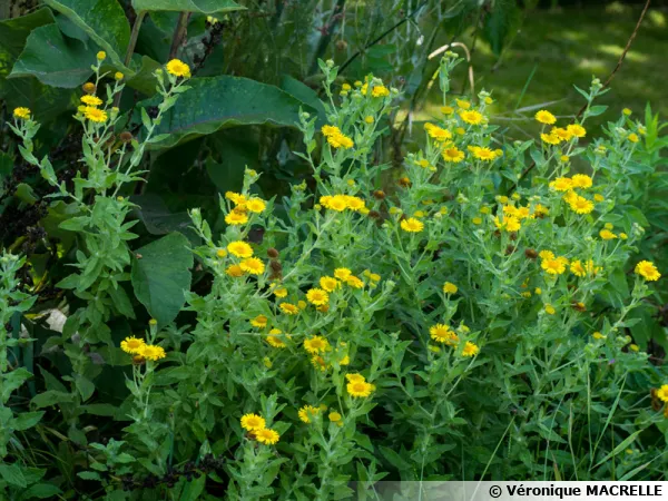 Pulicaire dysentérique, Fausse vergerette, Inule des près, Pulicaria dysenterica