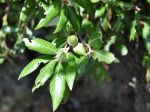 Chêne vert, Yeuse, Chêne faux houx, Quercus ilex Chêne vert, Yeuse, Chêne faux houx, Quercus ilex