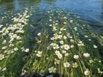 Renoncule d'eau, Grenouillette, Renoncule aquatique, Ranunculus aquatilis Renoncule d'eau, Grenouillette, Renoncule aquatique, Ranunculus aquatilis