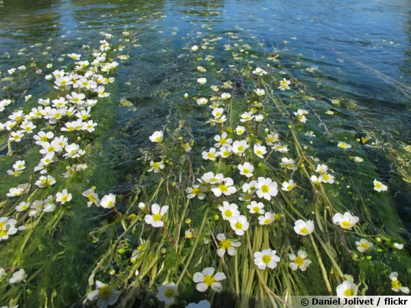 Renoncule d'eau, Grenouillette, Renoncule aquatique, Ranunculus aquatilis