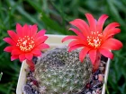 Cactus  couronne rouge, Rebutia minuscula