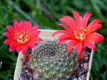 Cactus � couronne rouge, Rebutia minuscula