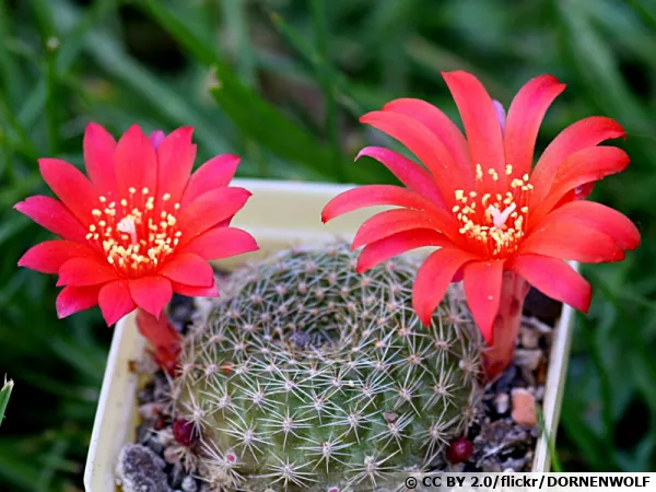 Cactus à couronne rouge, Rebutia minuscula