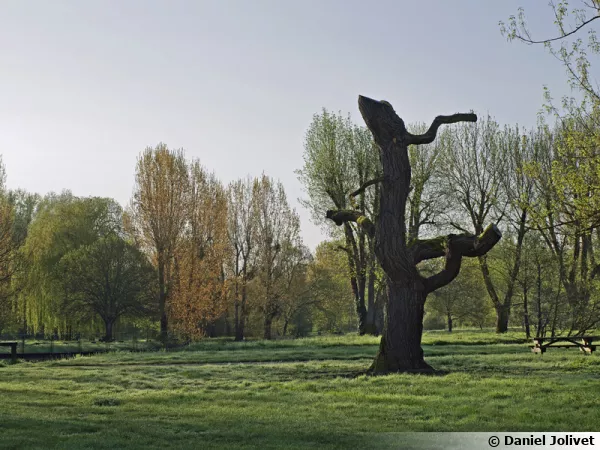 Recépage sévère d'un arbre à cause de la ramure qui le faisait pencher dangereusement
