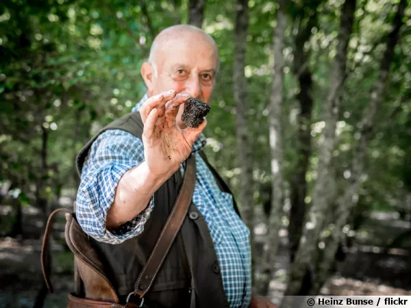 Récolte de truffes noires