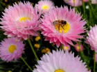Acroclinium rose, Immortelle d'Australie, Acroclinie rose, Rhodanthe chlorocephala ssp. rosea