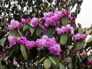 Rhododendron campanul, Rhododendron campanulatum