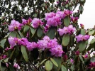 Rhododendron campanul�, Rhododendron campanulatum
