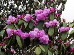 Rhododendron campanulatum, Rhododendron campanulé
