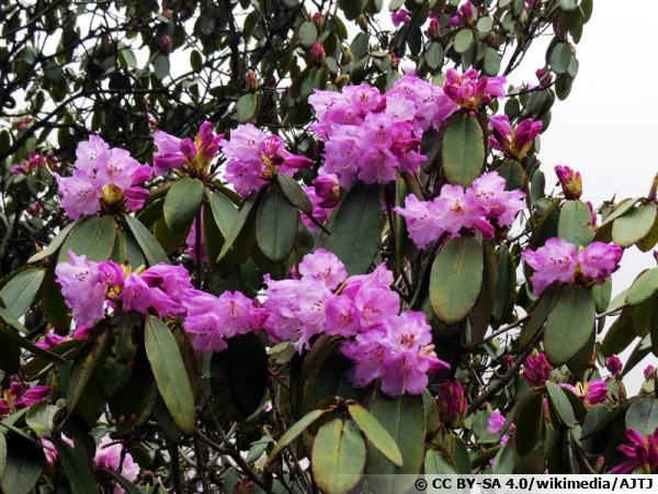 Rhododendron campanulatum, Rhododendron campanulé