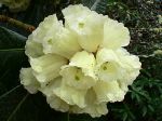 Rhododendron de McCabe, Rhododendron macabeanum