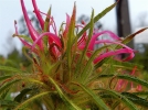 Azale spider, Rhododendron nain  feuilles troites, Rhododendron stenopetalum 'Linearifolium'