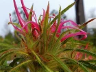 Azale spider, Rhododendron nain  feuilles troites, Rhododendron stenopetalum 'Linearifolium'