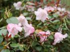 Rhododendron de William, Rhododendron nain, Rhododendron williamsianum
