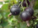 Caseillier (Caseille), Casseillier (Casseille), Josta, Ribes x nidigrolaria