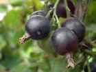 Caseillier (Caseille), Casseillier (Casseille), Josta, Ribes x nidigrolaria