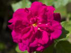 Rosier cent-feuilles, Rose de mai, Rose chou,  Rose des peintres, Rosier de Provence, Rosa centifolia