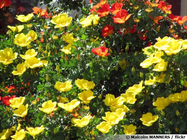 Rosier fétide, Ronce d'Autriche, Rosa foetida
