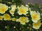 Rosier du p�re Hugo, Rosier jaune de Chine, Rosa hugonis