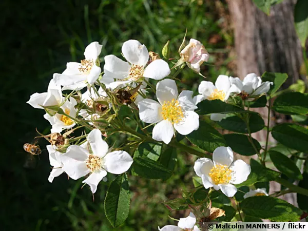 Rosier musqu, Rose musque, Rosa moschata