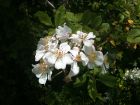 Rosier multiflore, Rosa multiflora
