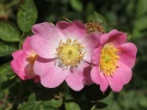 Eglantier rouge, Rosier rouille, Rosa rubiginosa