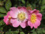 Eglantier rouge, Rosier rouille, Rosa rubiginosa Eglantier rouge, Rosier rouille, Rosa rubiginosa