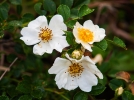 Rosier de Wichura, Rosa wichuraiana