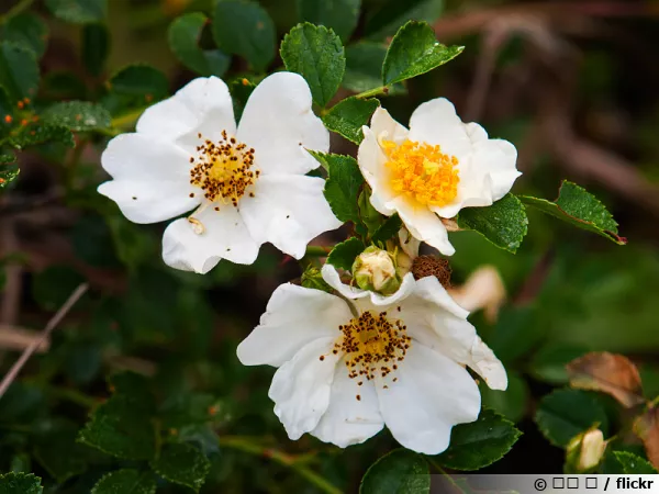 Rosier de Wichura, Rosa wichuraiana
