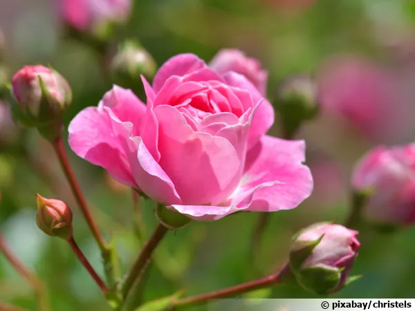 Une belle rose rose...