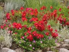 Rosier paysager 'Vesuvia', Rosa x Dcorosiers 'VESUVIA'