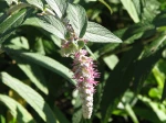 Faux Buddleja, Menthe en arbre, Rostrinucula dependens