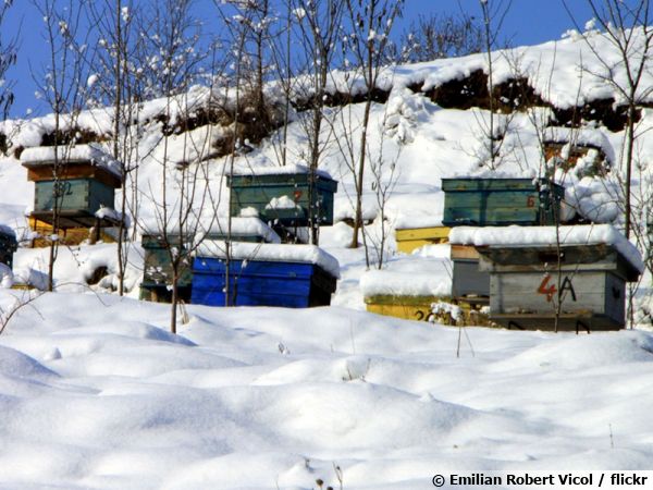 Des ruches sous la neige