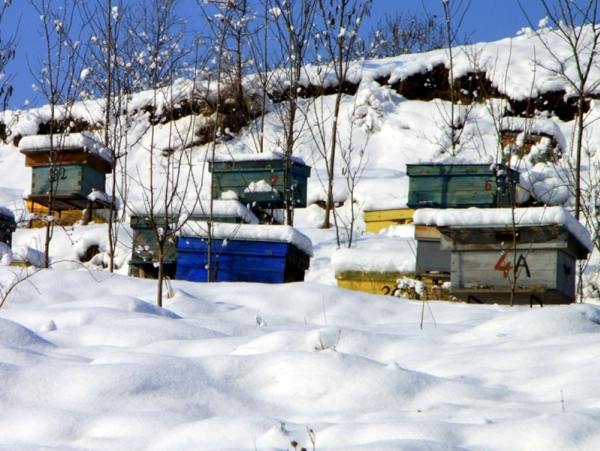Des ruches sous la neige