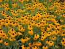 Rudbeckie lumineuse, Rudbeckia lumineux, Rudbeckia fulgida