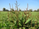liminer le rumex