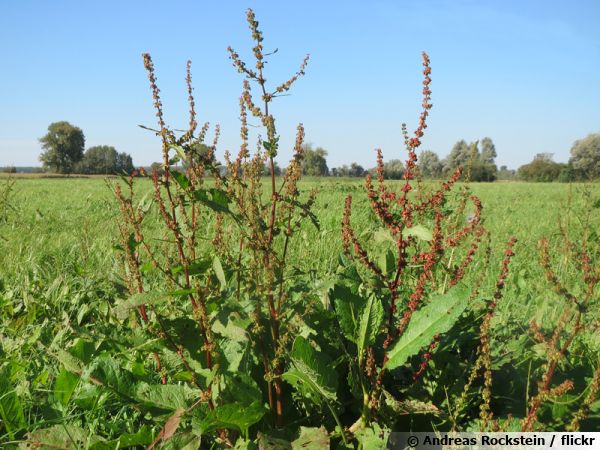 Rumex obtusifolius, le rumex à feuilles obtuses pose de gros problèmes aux agriculteurs