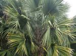 Palmier sombrero, Palmier de Porto Rico, Palmier à chapeau, Sabal causiarum
