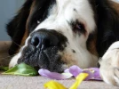 Le Saint Bernard, un instinct de protection