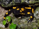 La salamandre, un amphibien nocturne