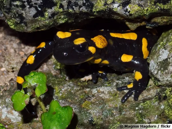 Une salamandre tachetée, un amphibien nocturne sortant de son trou