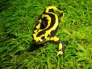 La salamandre tachete, un dragon dans les sous-bois