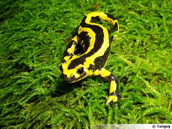 Salamandre tachetée